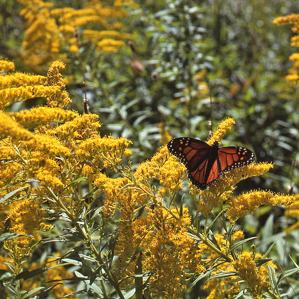 SHOWY GOLDENROD